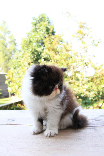 kitten persia peak nose (Bandung)