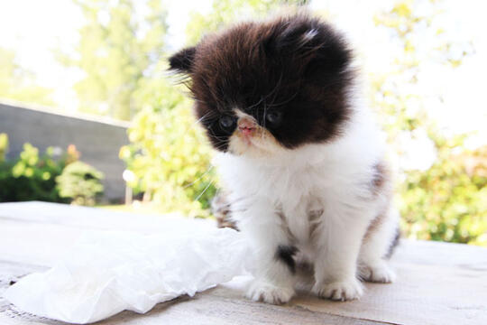 kitten persia peak nose (Bandung)
