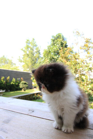 kitten persia peak nose (Bandung)