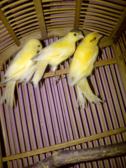 Terjual Burung Kenari Anakan Af X Loper Kaskus