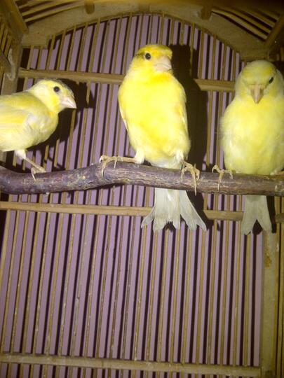 Terjual Burung Kenari Anakan Af X Loper Kaskus