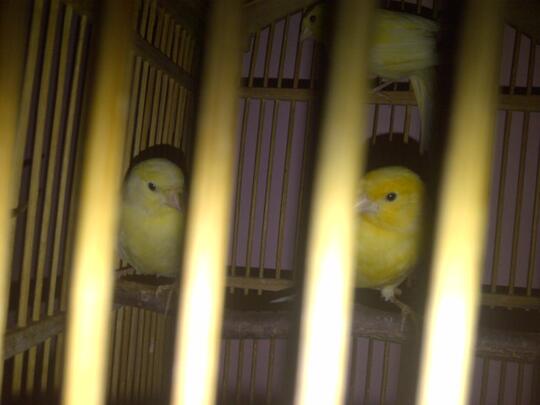 42+ Harga burung kenari af anakan terupdate