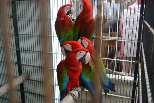 Terjual burung African Grey Parrot,nuri abu-abu | KASKUS