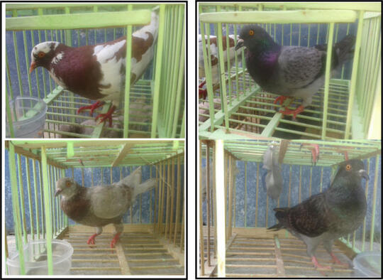 Terjual Burung Dara Balap Tinggian Sepasang Kaskus