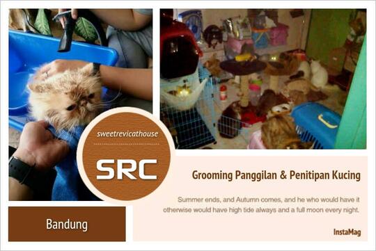 Terjual Remended Grooming Kucing Panggilan Bandung Kaskus