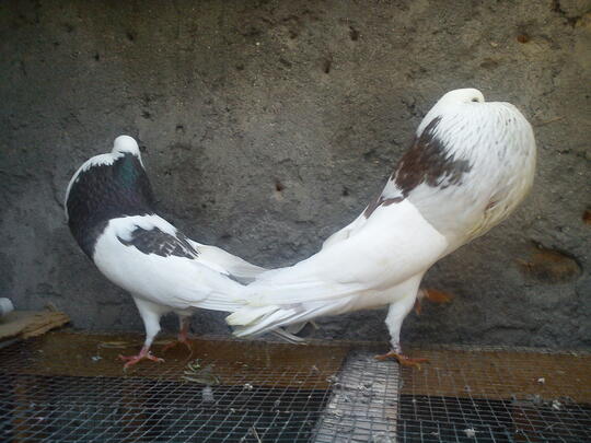 Burung Dara Murah Boyolali : Grebek Penjual Burung Merpati ...
