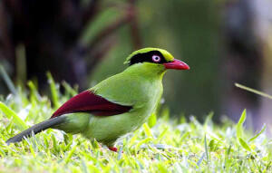 Terjual Burung Engkek Keling Hijau Kaskus