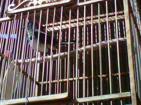 Kacer Muda Sumatra