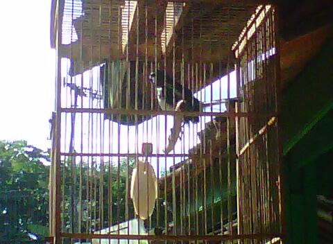 Kacer Muda Sumatra