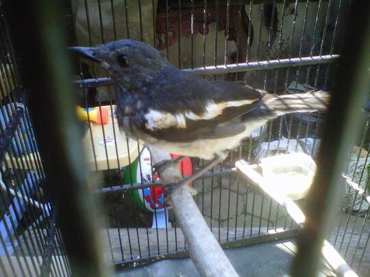 Trawangin Kacer Poci Trotolan Ane Gan Kaskus