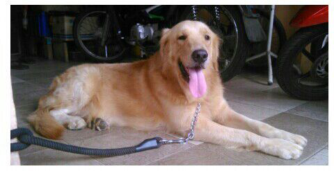 Terjual Wts Anjing Golden Retriever Baik Lucu Diurus Dengan Baik
