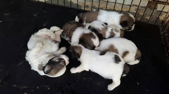 Terjual Anak Anjing Mix Maltese Shihtzu Lucu Kaskus