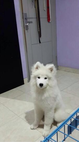 Anjing Samoyed Kaskus