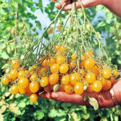 Jual Benih Tomat Impor Murah Meriah Serba Lima Ribu :D