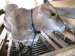 JUAL HEWAN SAPI DOMBA QURBAN / KURBAN MURAH di BANDUNG