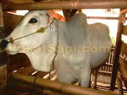 JUAL HEWAN SAPI DOMBA QURBAN / KURBAN MURAH di BANDUNG