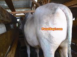 JUAL HEWAN SAPI DOMBA QURBAN / KURBAN MURAH di BANDUNG