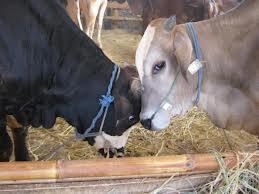 JUAL HEWAN SAPI DOMBA QURBAN / KURBAN MURAH di BANDUNG