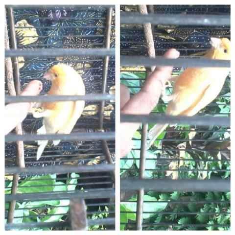 Jual 2 Burung Kenari F1 Kandang Kaskus
