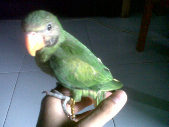 Terjual Wts Anakan Burung Betet Jawa Kaskus