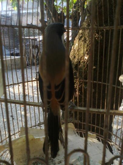 Yang Tanya Masuk Sini Semua Burung Page 188 Kaskus