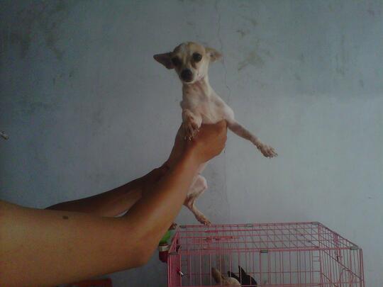 Terjual Dijual Cepat Sangat Murah Anjing Chihuahua Kaskus