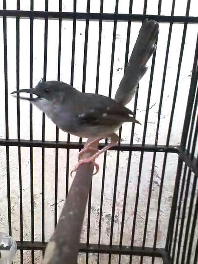 Ciblek Kristal Gacor Ngebreenn Kaskus