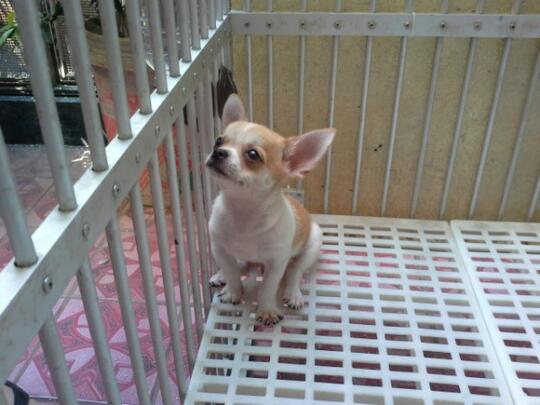 41+ Anjing chihuahua coklat ideas