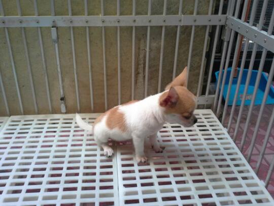 Terjual Dijual Anakan Anjing Chihuahua Jantan Warna Coklat Putih