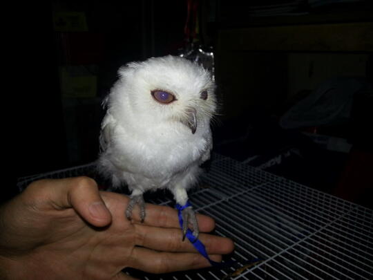 Thread Khusus Burung Hantu Owl Kaskus Part 5 Page 201 Kaskus