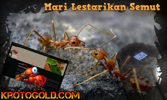 Terjual Ternak Semut Bersama Krotogold Com Kaskus