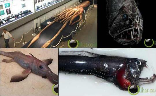 8 Makhluk Aneh Yang Pernah Ditemukan Di Kedalaman Laut Page 14