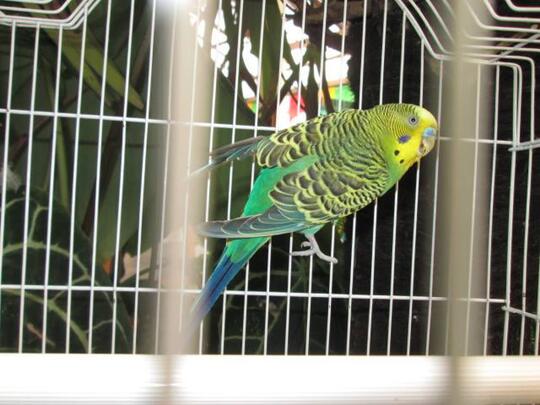 Terjual Jual Burung Parkit Hijau Bandung Kaskus