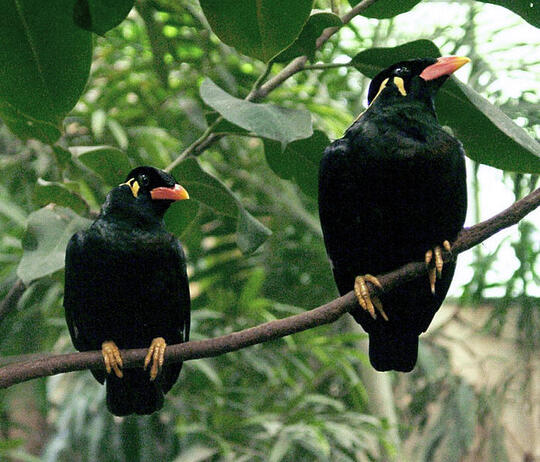 Fauna Maskot Provinsi Di Indonesia Kaskus