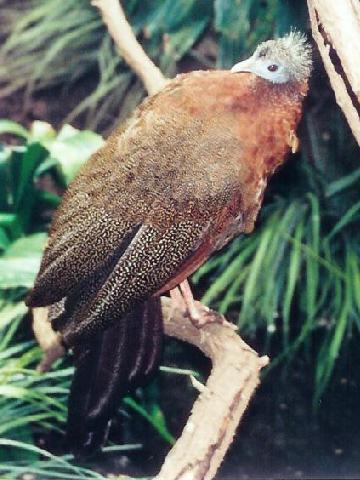 Fauna Maskot Provinsi Di Indonesia Kaskus