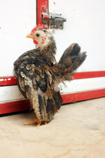 Terjual Jual Ayam Serama Bandung Indukan Dan Anakan Kontes Kaskus