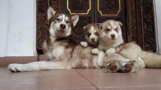 Terjual Jual Anak Anjing Siberian Husky Kaskus