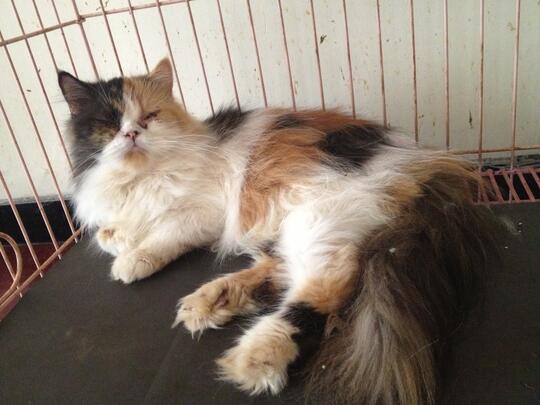 Ready Adopt Kucing Medium Sepasang