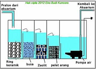 53 Desain Aquarium Filter Belakang HD Terbaru