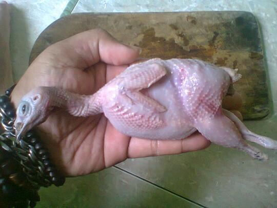 Gambar Daging Burung Puyuh / Terutama untuk jenis burung puyuh pedaging