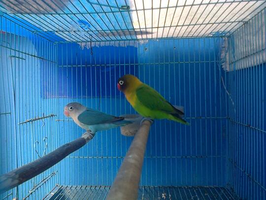 Ajang Barter Burung Page 31 Kaskus