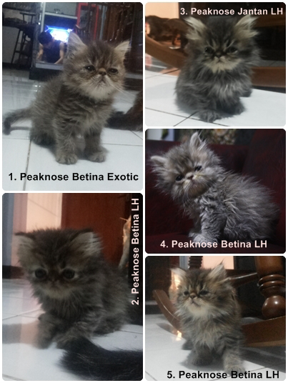 Terjual Kucing Persia Ada 10 Ekor Mumer Bandung Kaskus