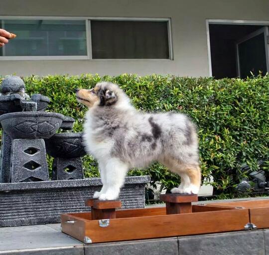 Terjual Anjing Dijual Rough Collie Kaskus