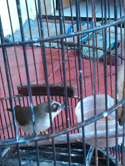 Burung Kaca Mata Page 335 Kaskus
