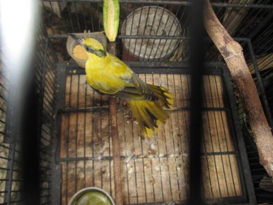 Terjual Burung Kepodang Batu Paruh Hitam Bandung Kaskus