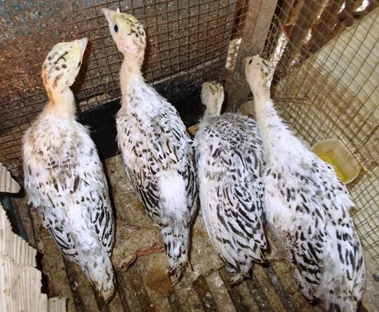 Pencinta Ayam Kalkun Turkey Masuk Sini Page 24 Kaskus