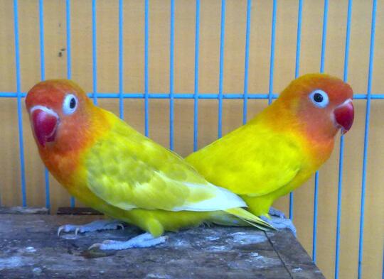 Sepasang Lovebird Paskun
