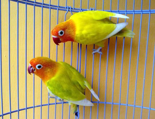 Lovebird Paskun X Pasjo