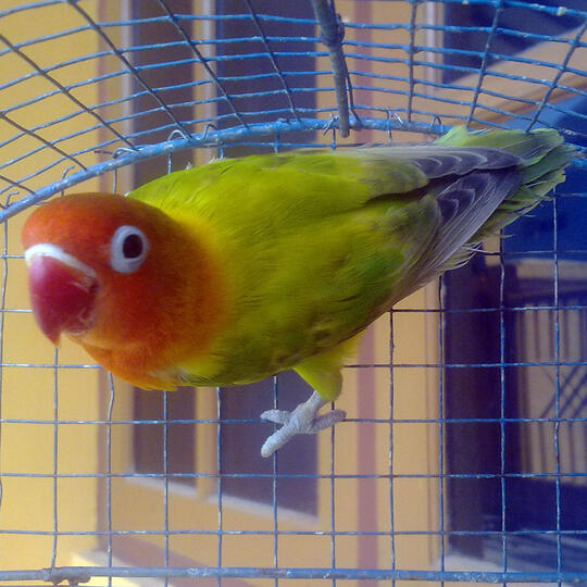 Lovebird Green & Blue Spangled