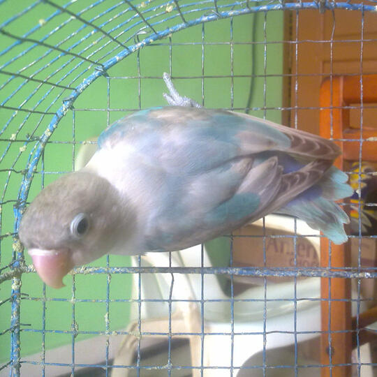 Lovebird Green & Blue Spangled